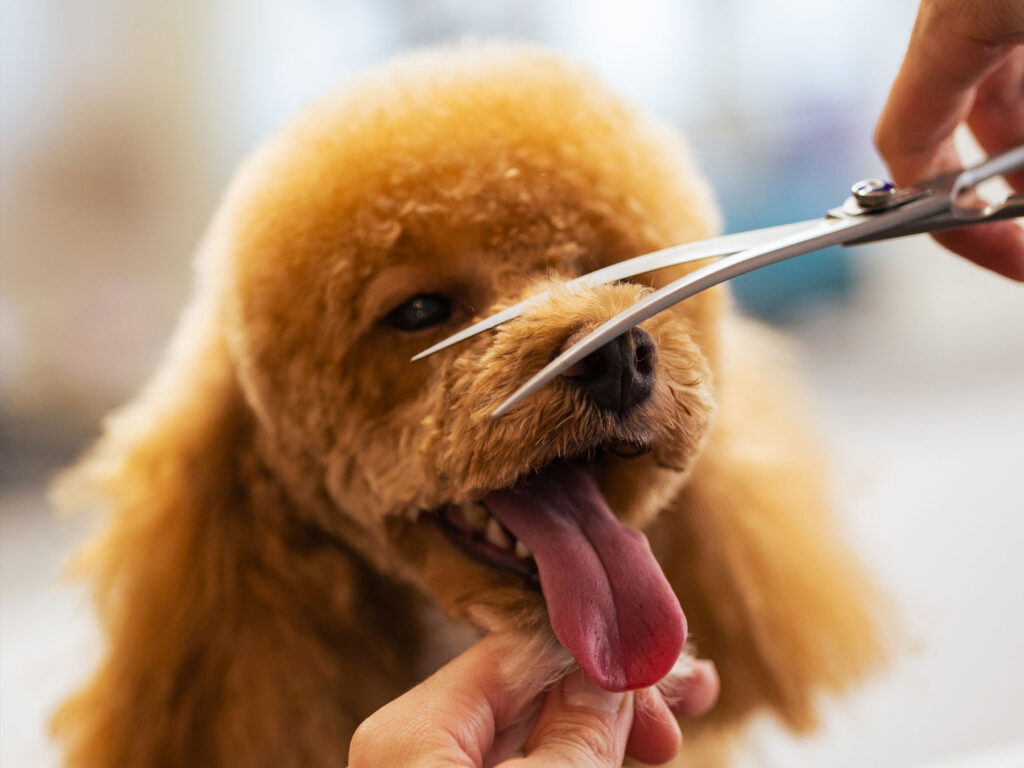 Groomroom Berlin